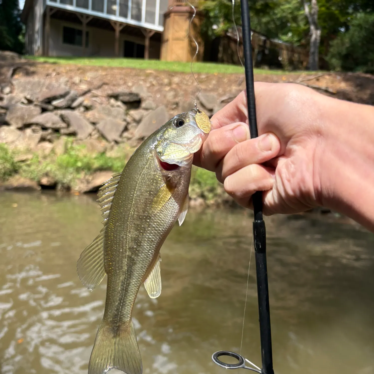 Largemouth bass caught on Fishbrain