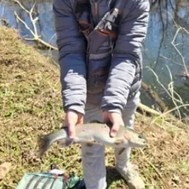 Rainbow trout caught on Fishbrain