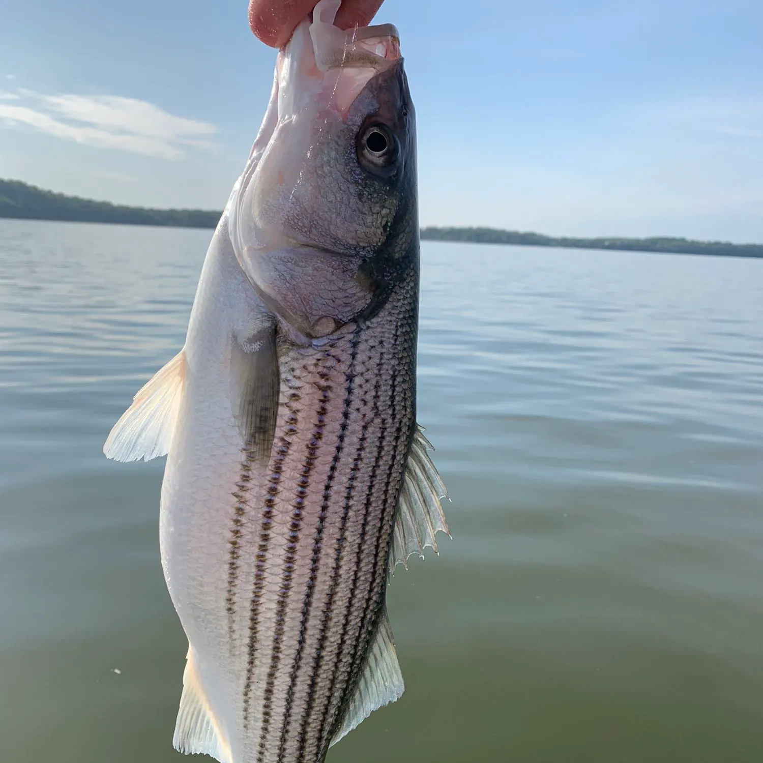 angler catch