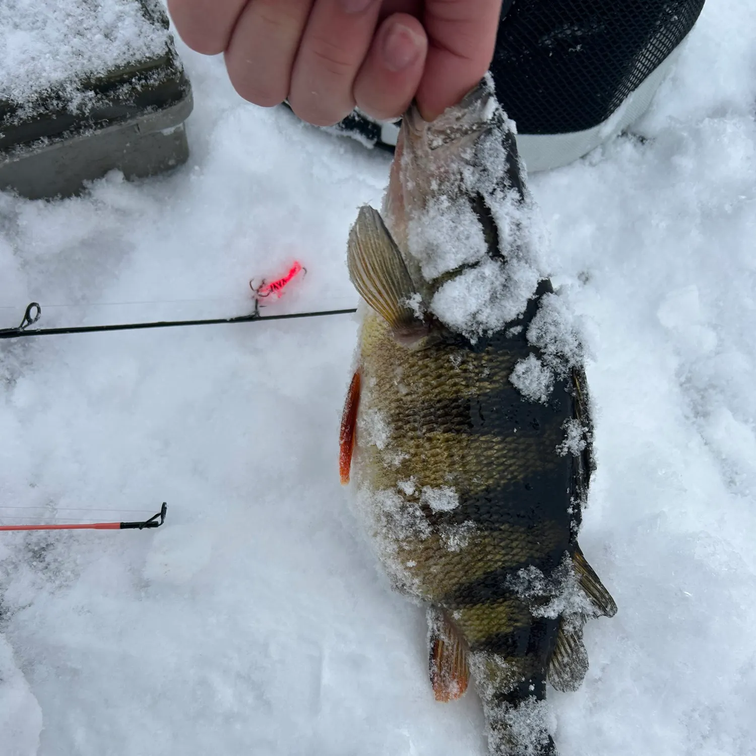 The most recent Yellow perch catches on Fishbrain