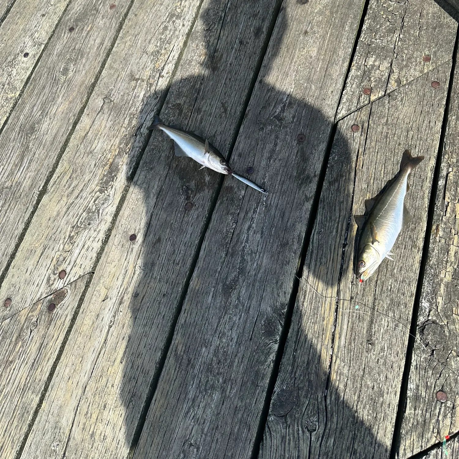 The most recent Pollack catches on Fishbrain