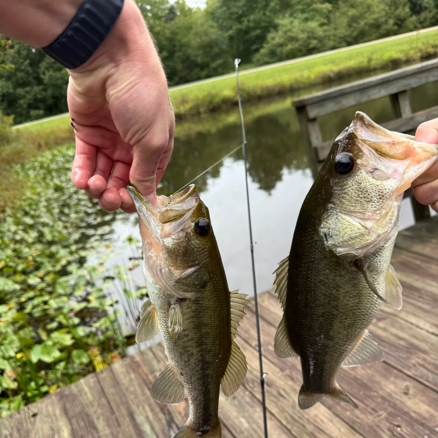 Largemouth bass caught on Fishbrain