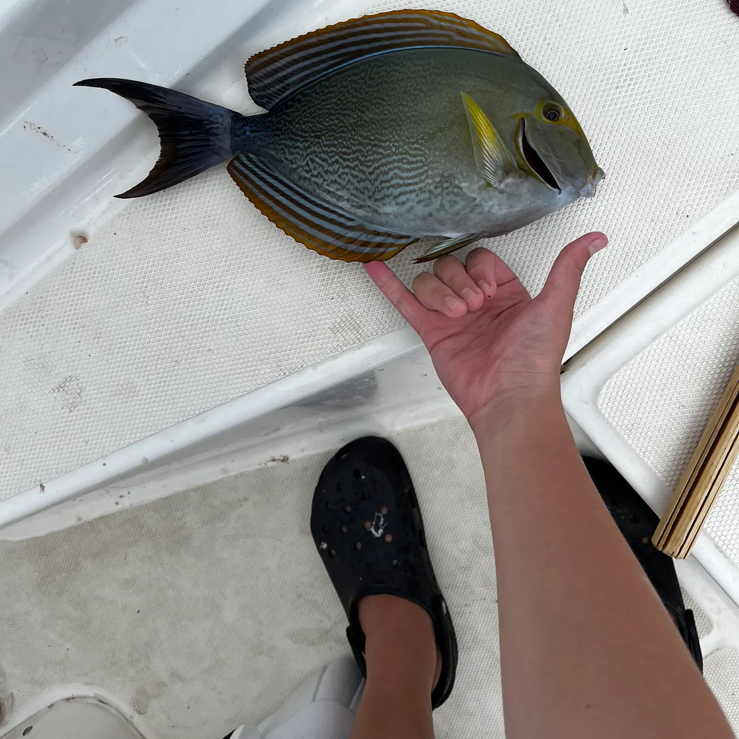 The most recent Yellowfin surgeonfish catches on Fishbrain