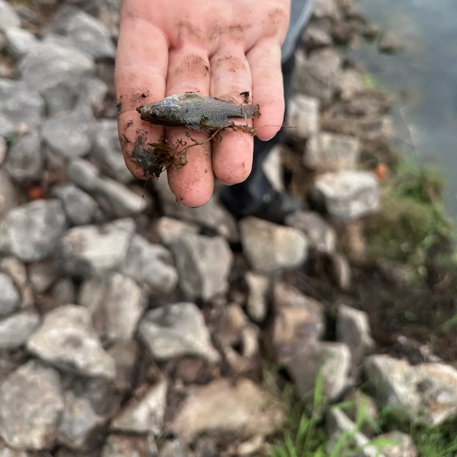 Greengill hybrid caught on Fishbrain