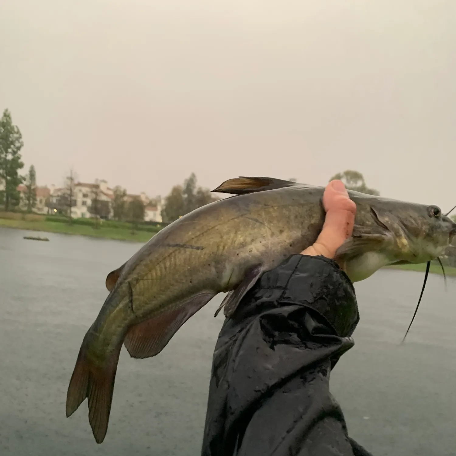Channel catfish caught on Fishbrain