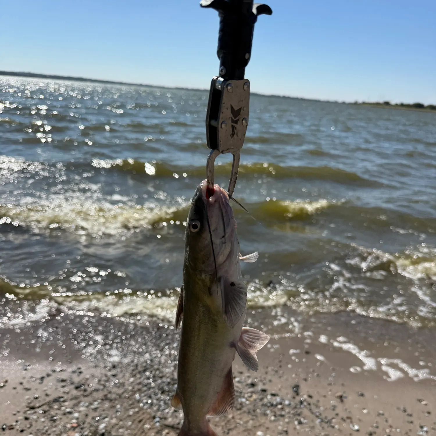 Channel catfish caught on Fishbrain