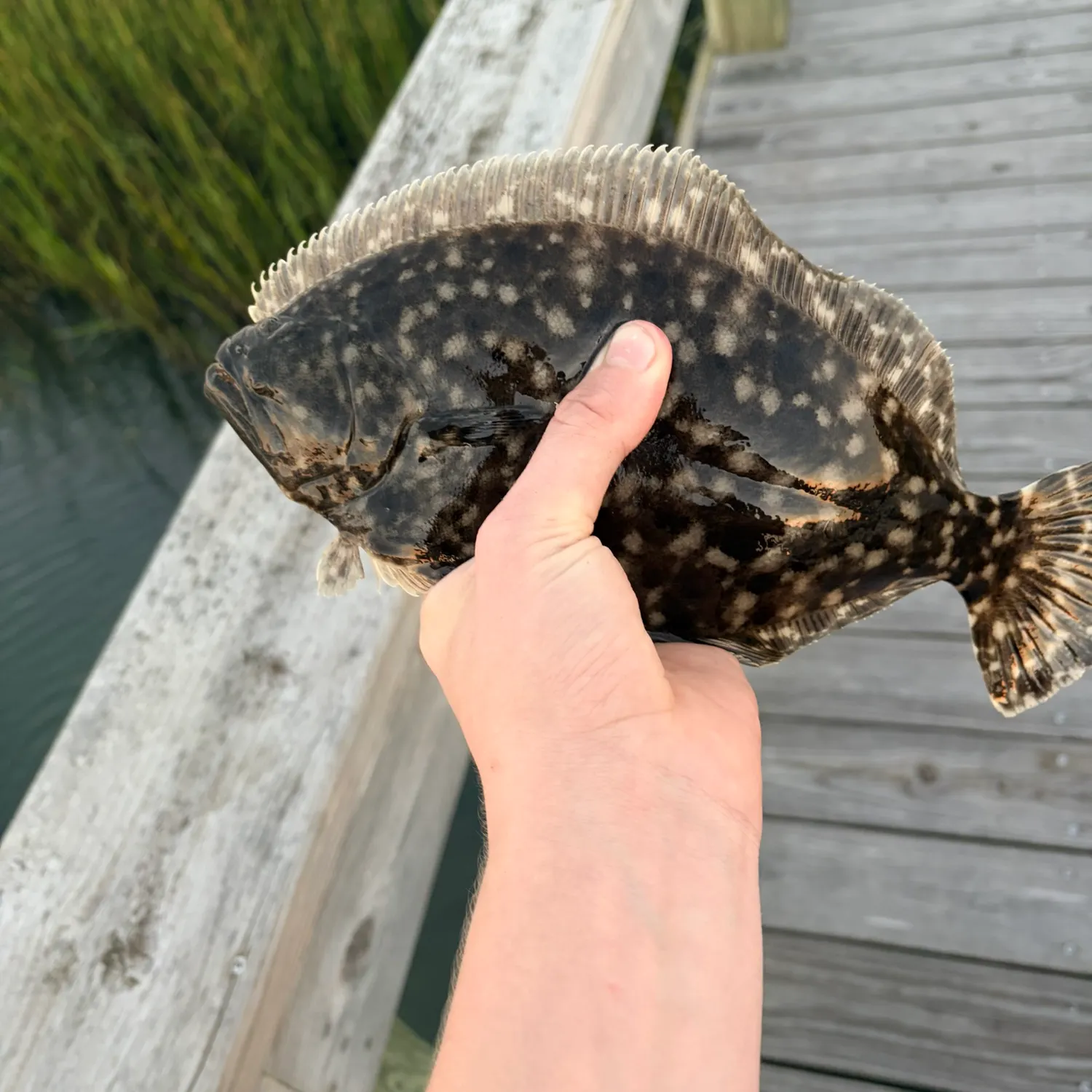 Summer flounder caught on Fishbrain