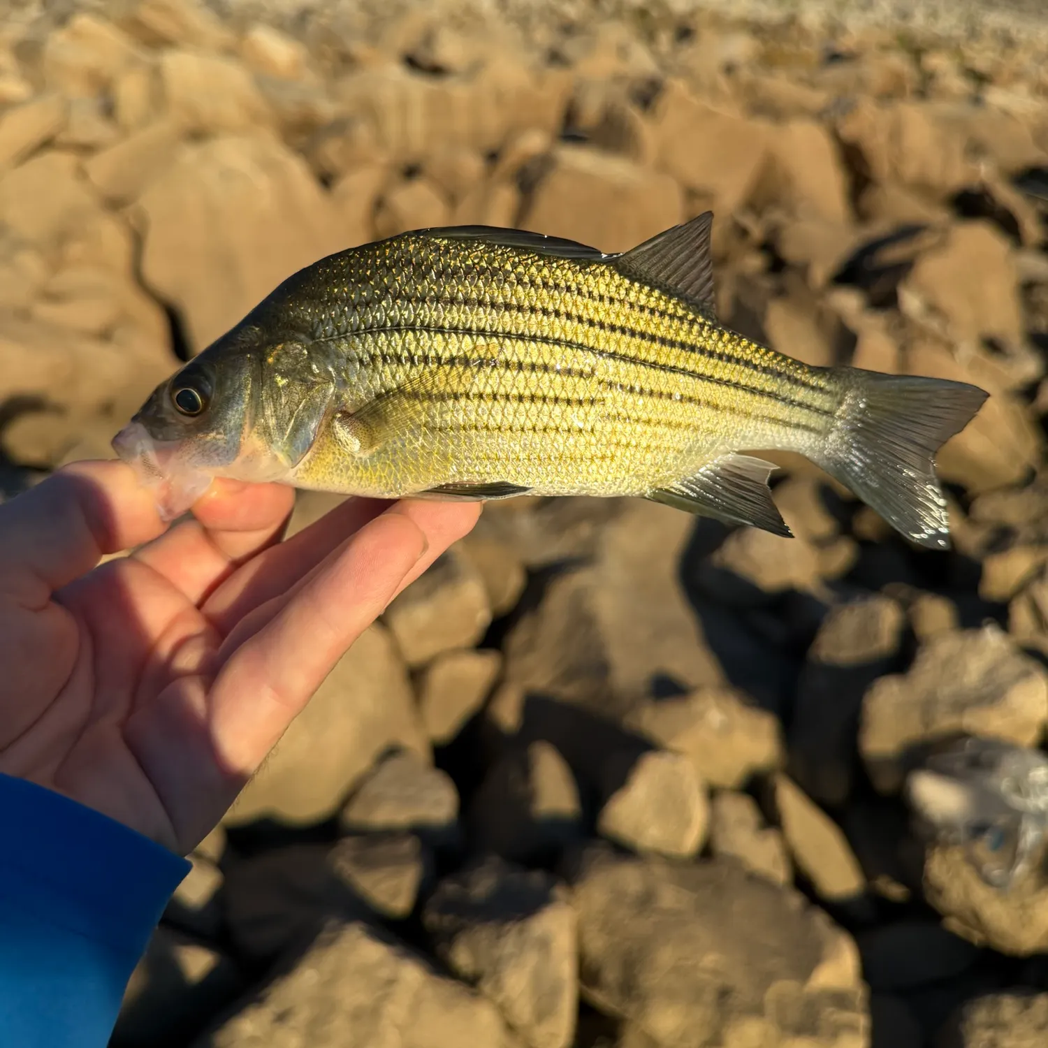 The most recent Yellow bass catches on Fishbrain