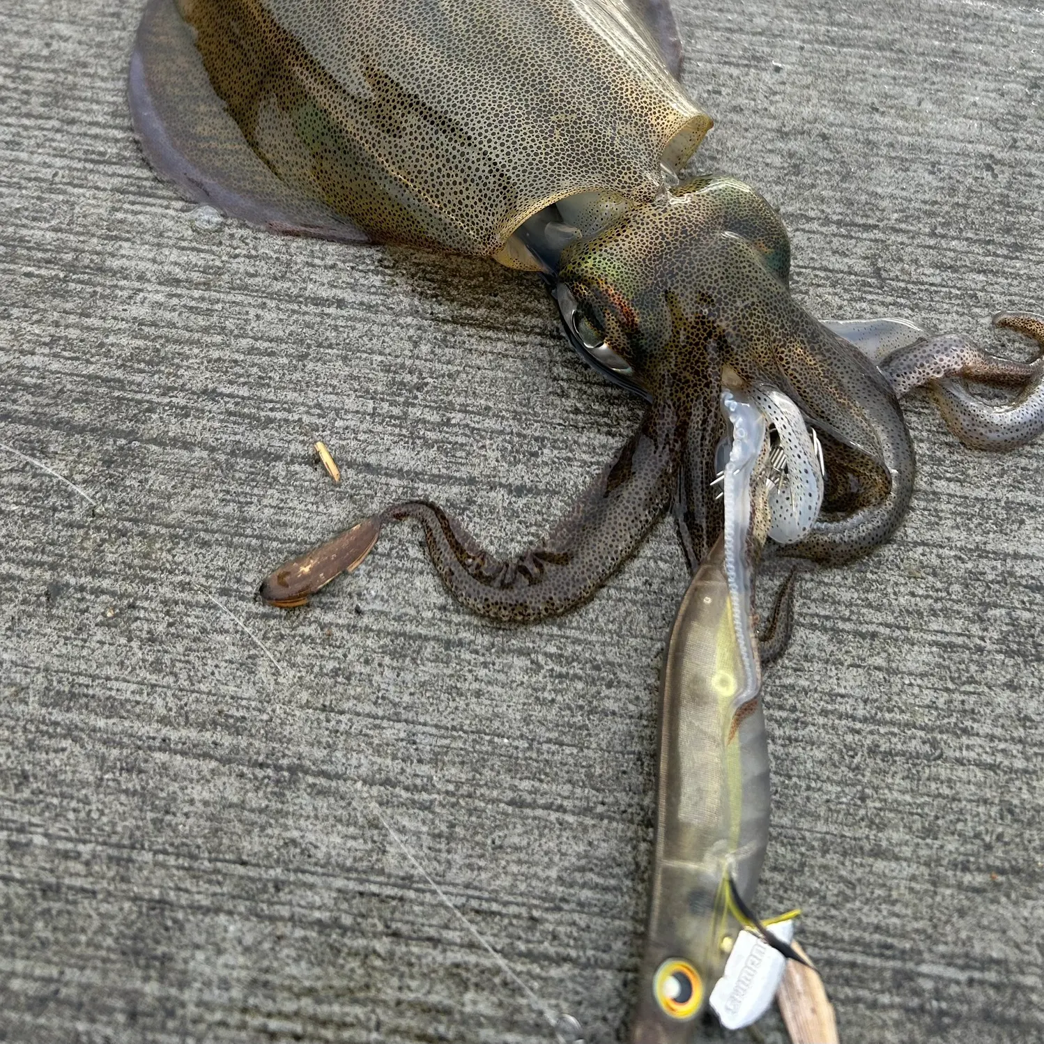 Southern calamari caught on Fishbrain