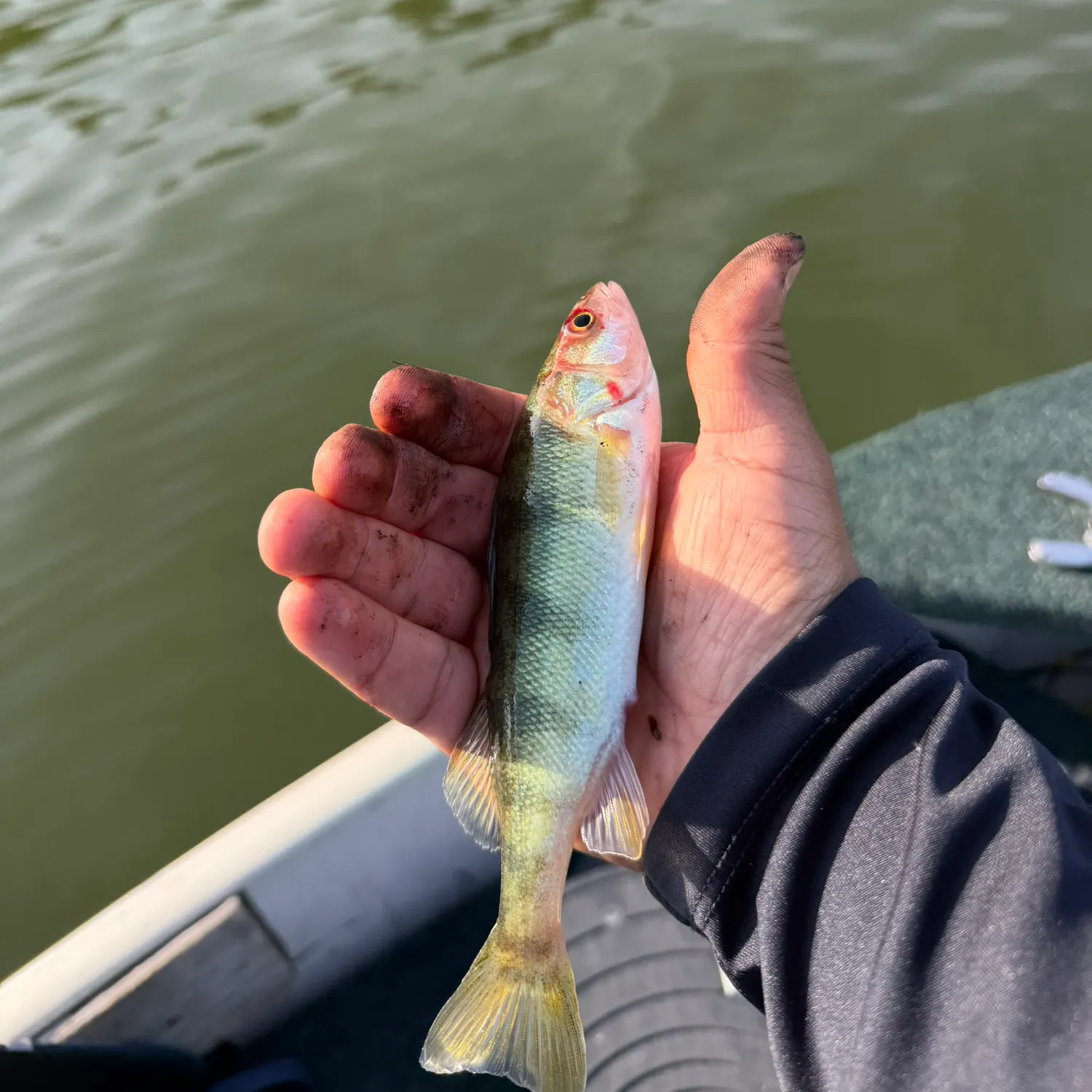 Yellow perch caught on Fishbrain