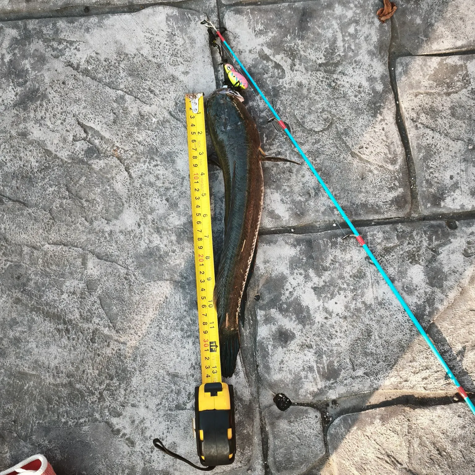 The most recent Striped snakehead catches on Fishbrain