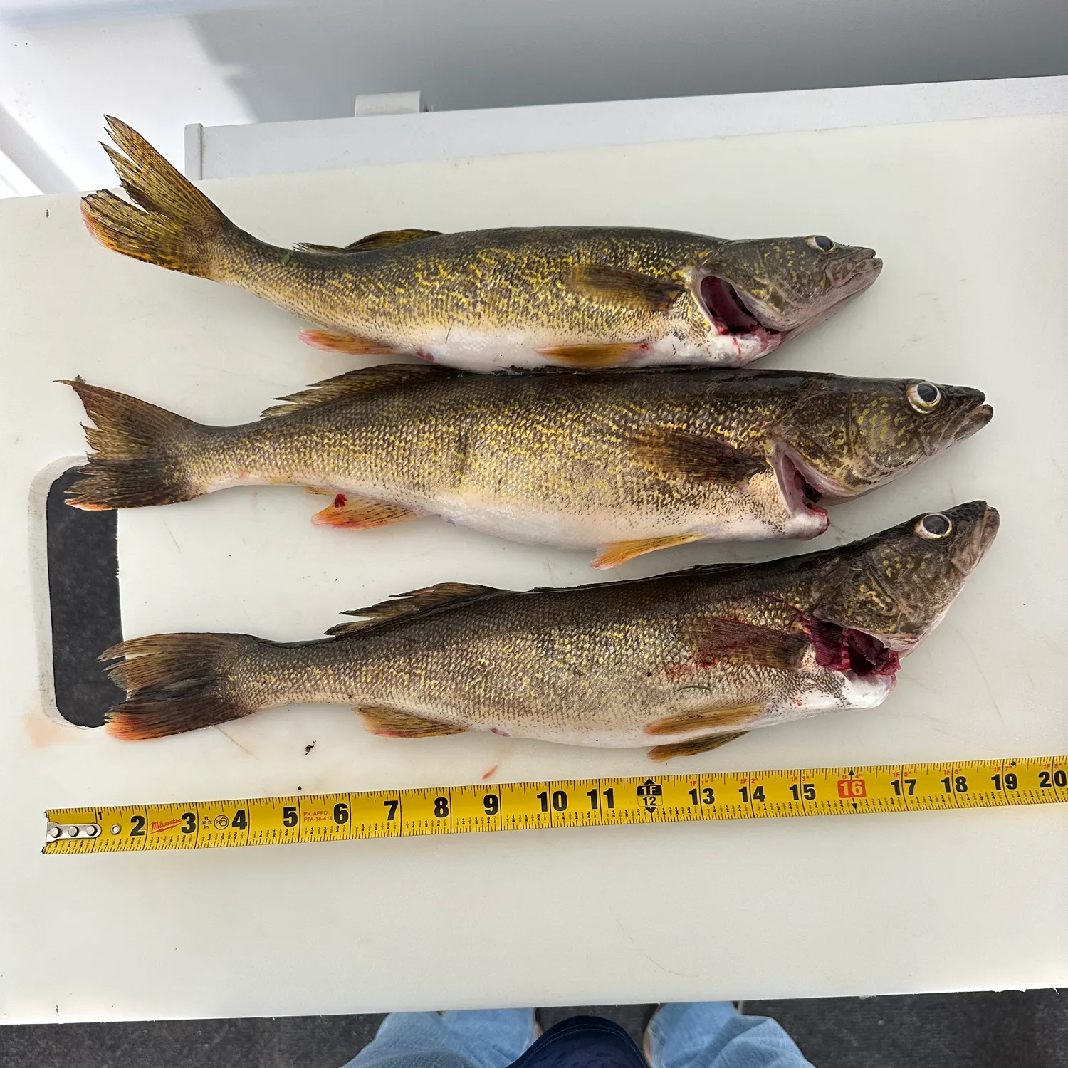 recently logged catches