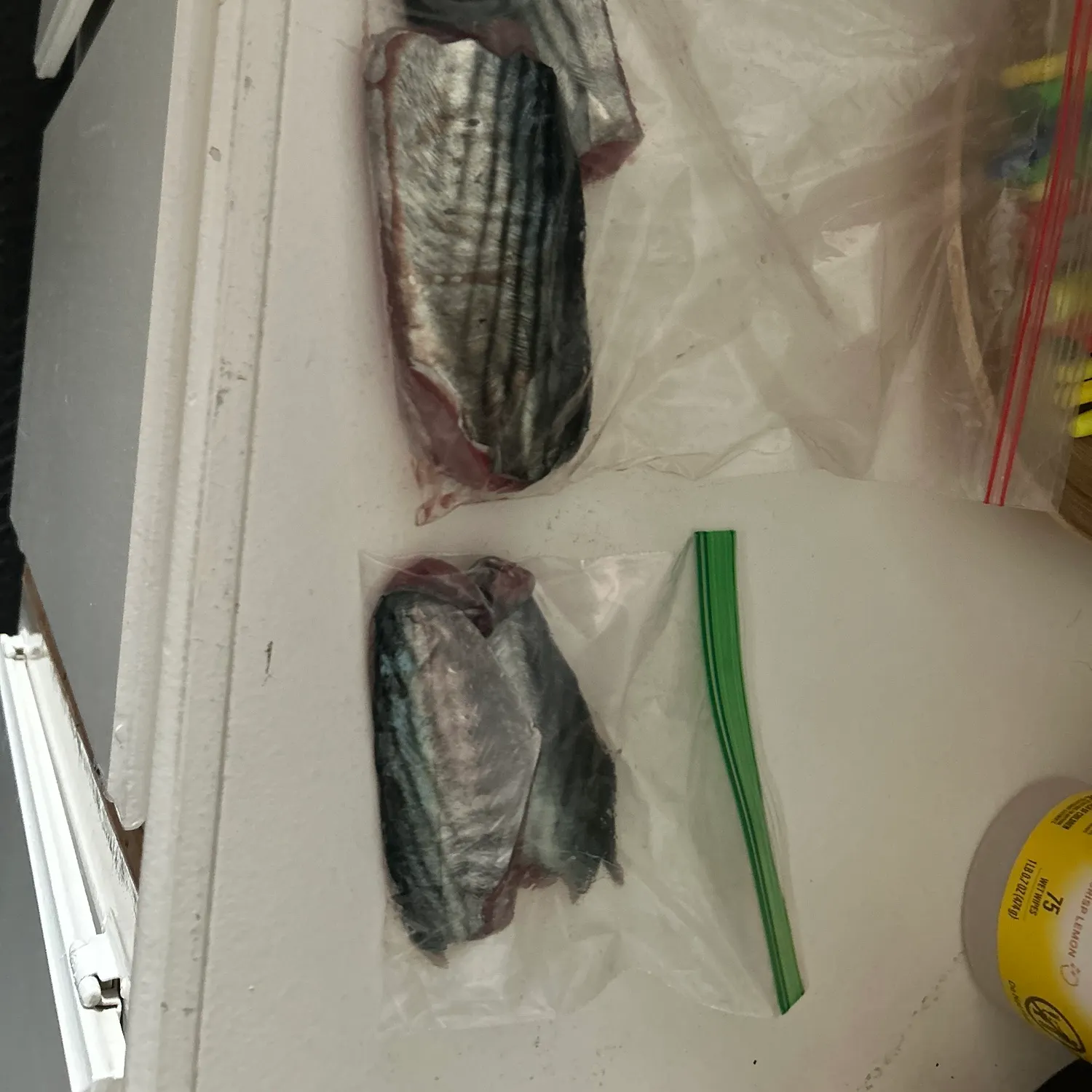 Pacific bonito caught on Fishbrain