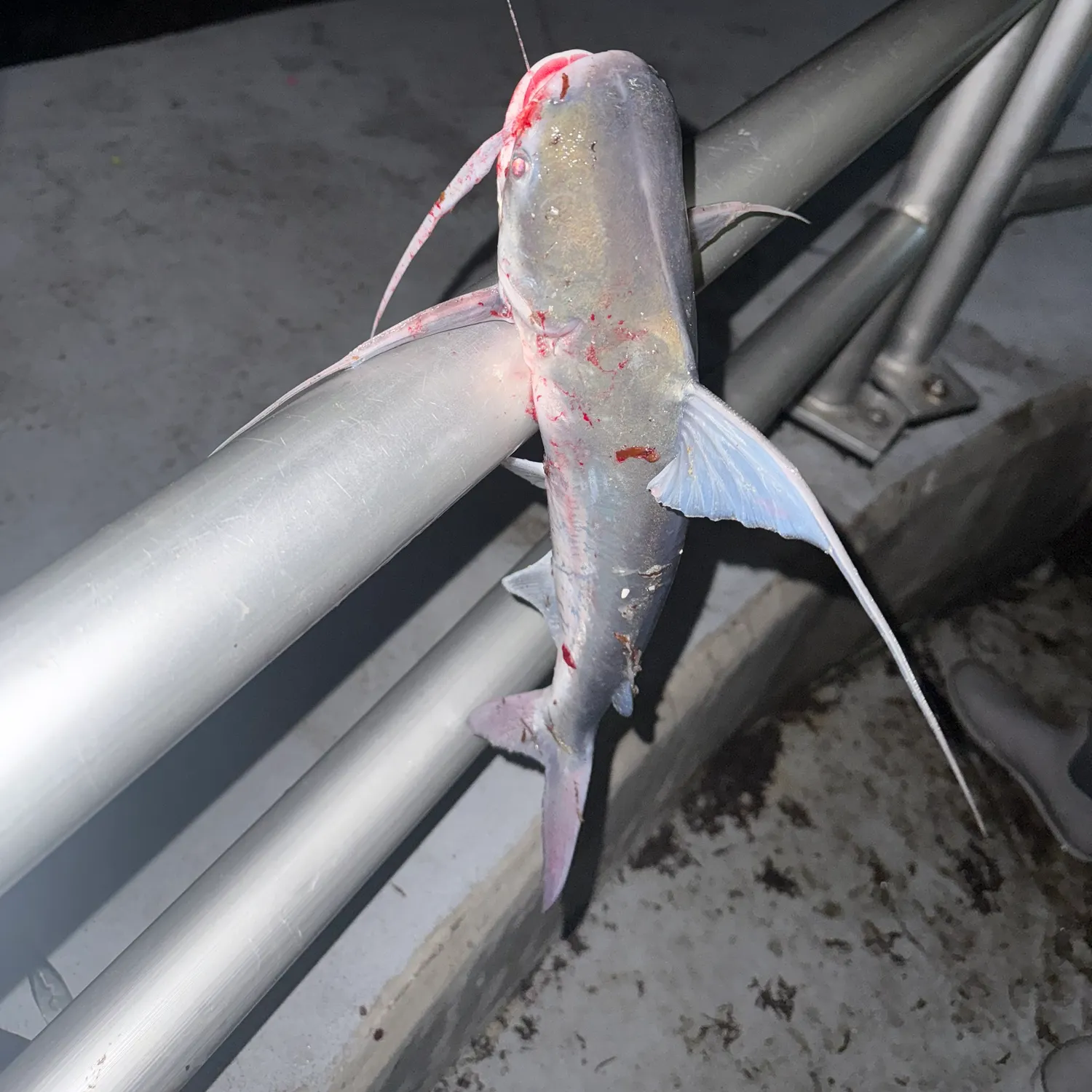 The most recent Gafftopsail sea catfish catches on Fishbrain