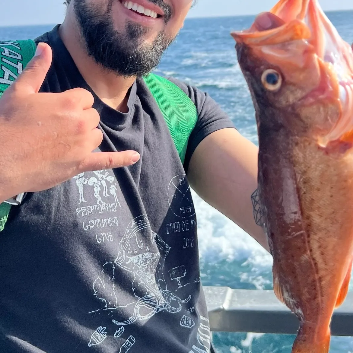 The most recent Bocaccio rockfish catches on Fishbrain
