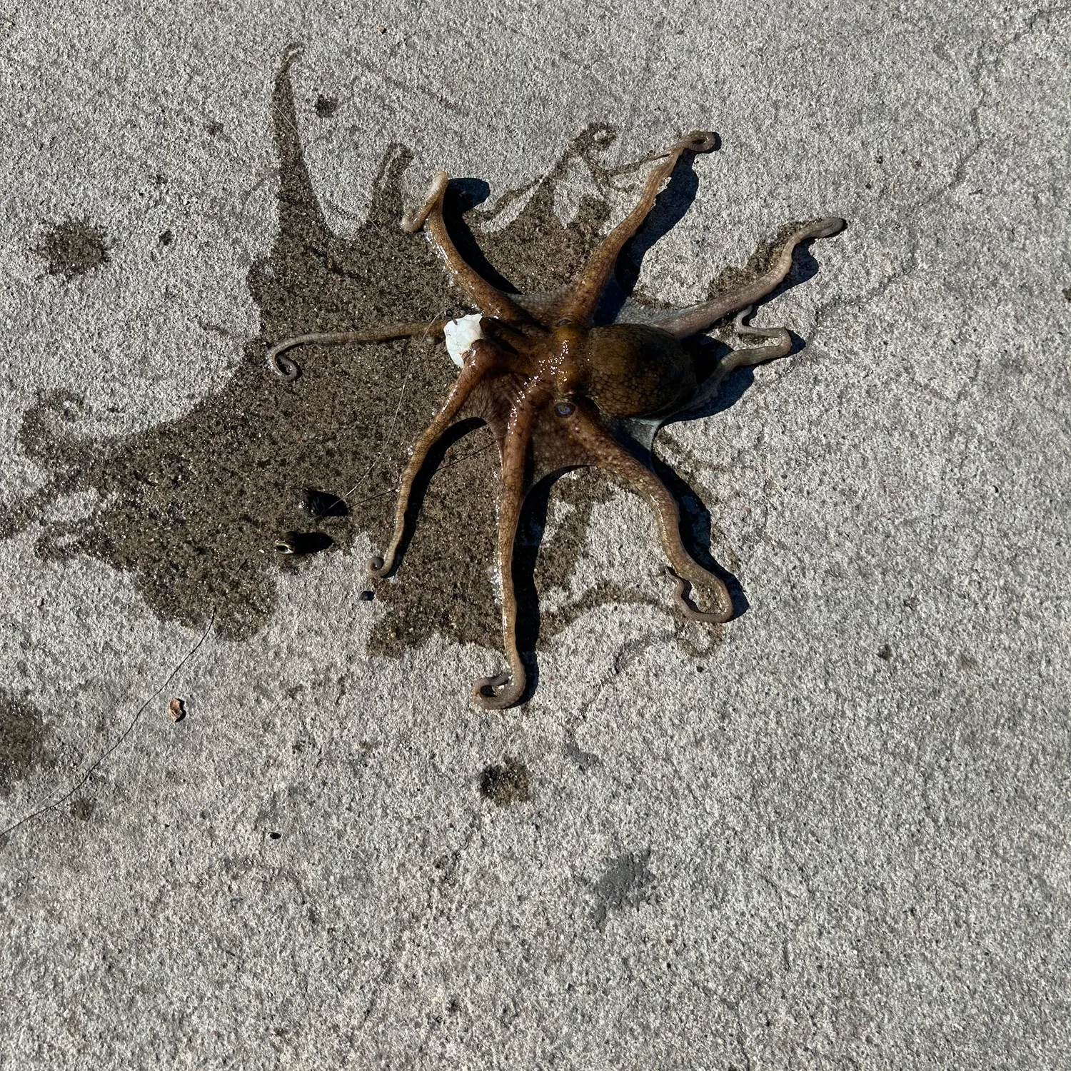 The most recent California two-spot octopus catches on Fishbrain