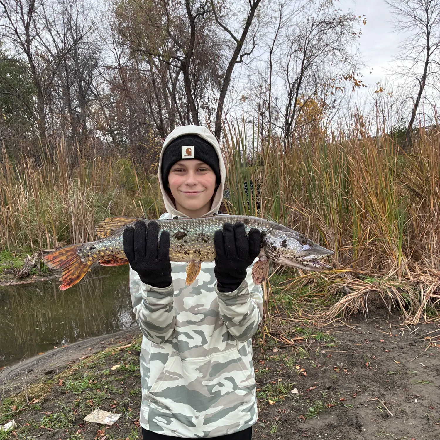 Northern pike caught on Fishbrain