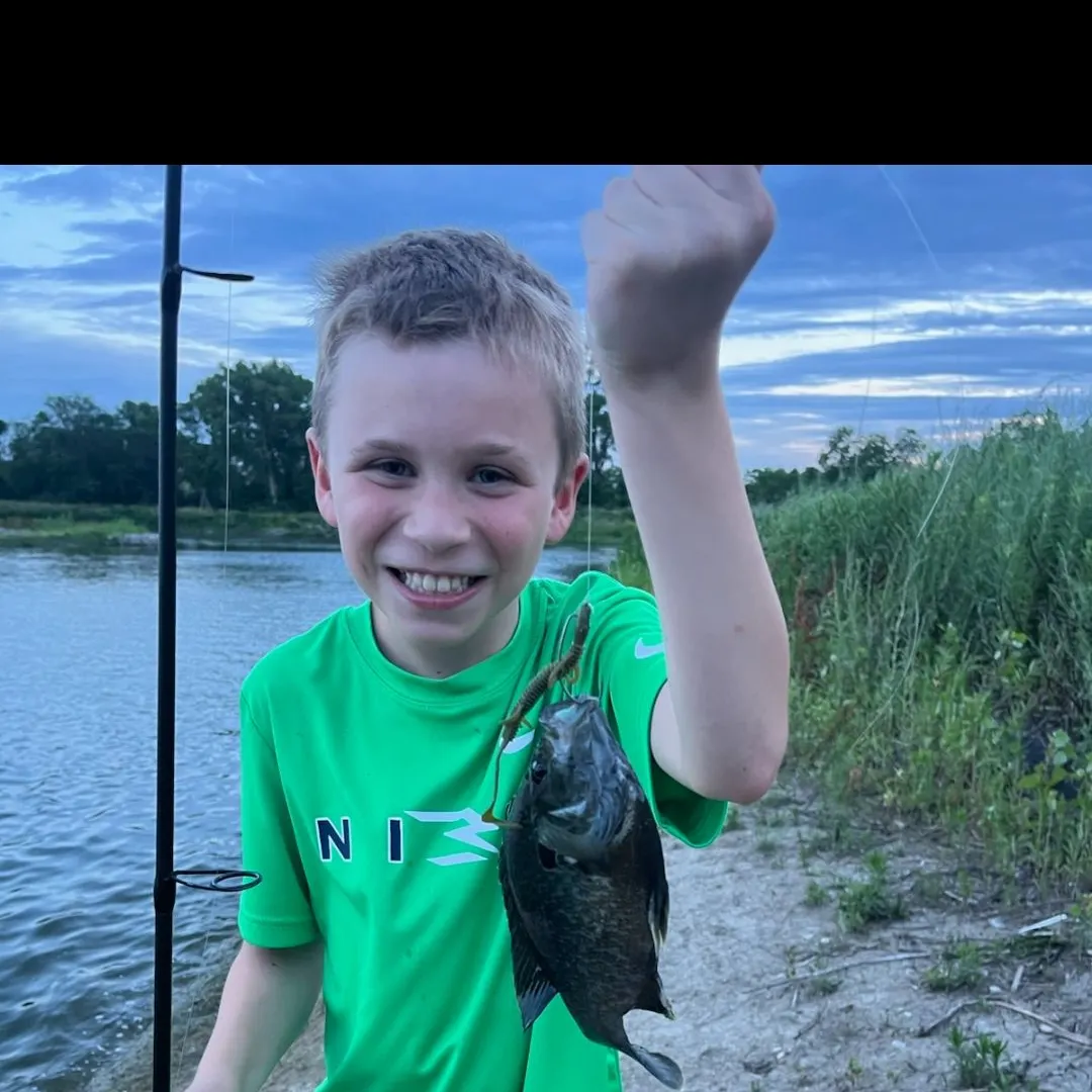 Greengill hybrid caught on Fishbrain