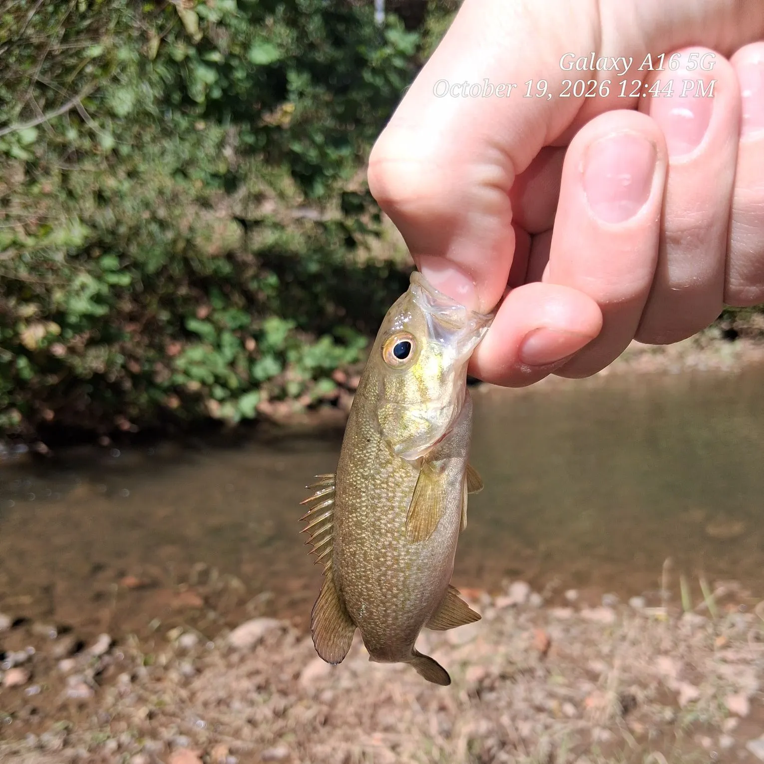 Smallmouth bass caught on Fishbrain