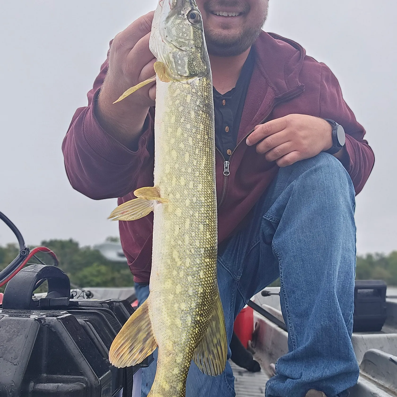 Northern pike caught on Fishbrain