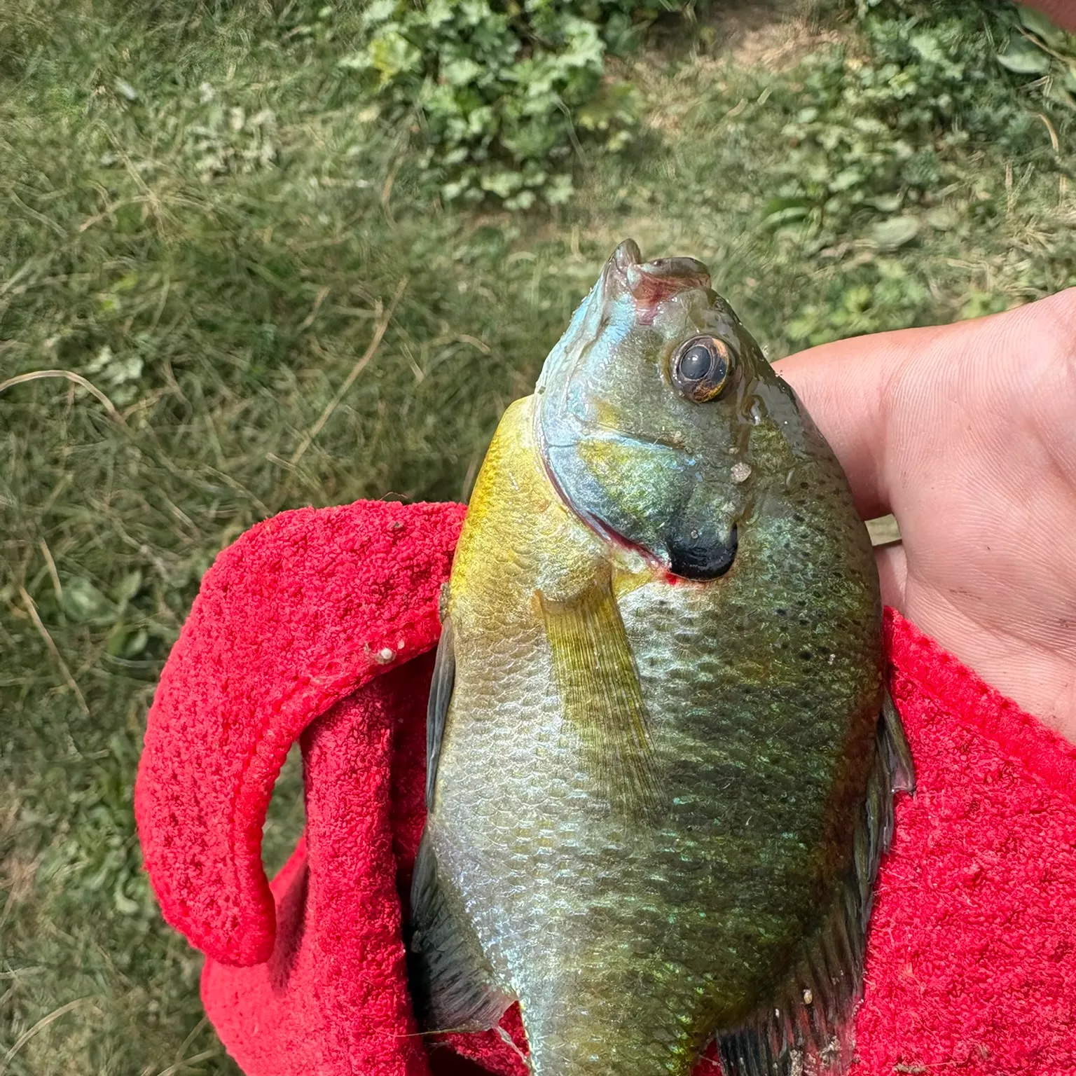 The most recent Bluegill catches on Fishbrain