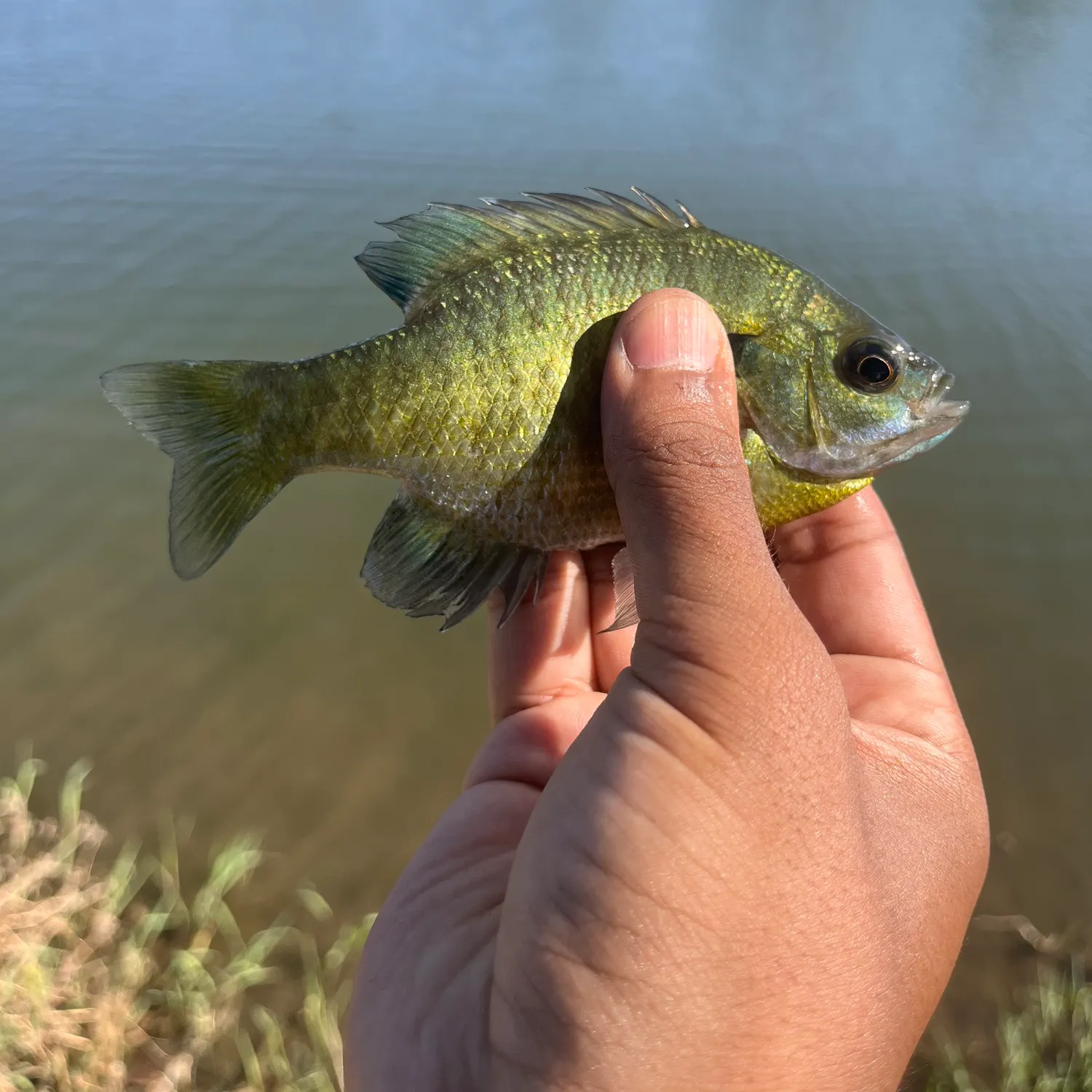 Bluegill caught on Fishbrain