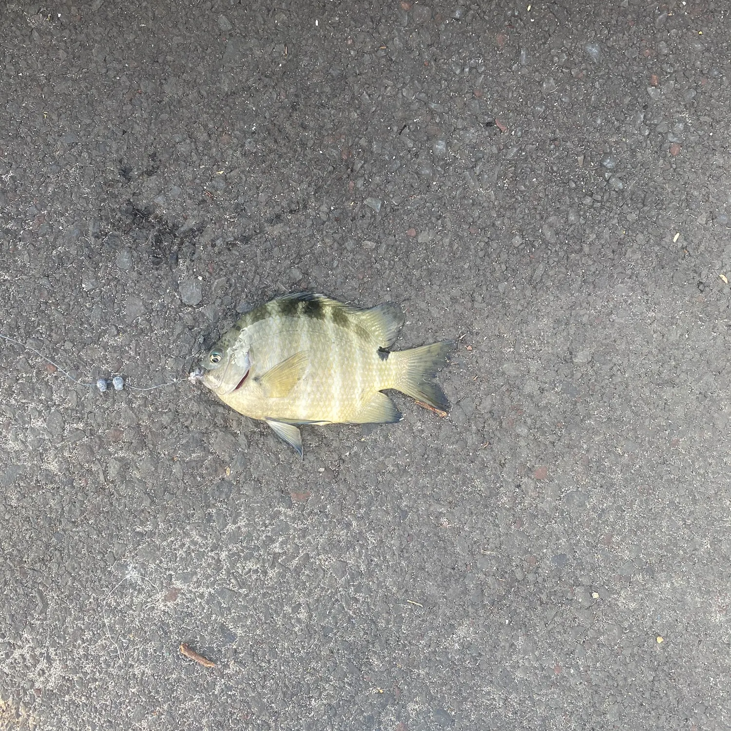Banded sergeant caught on Fishbrain