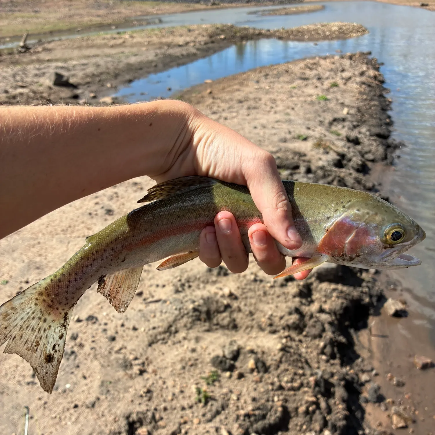 Rainbow trout caught on Fishbrain