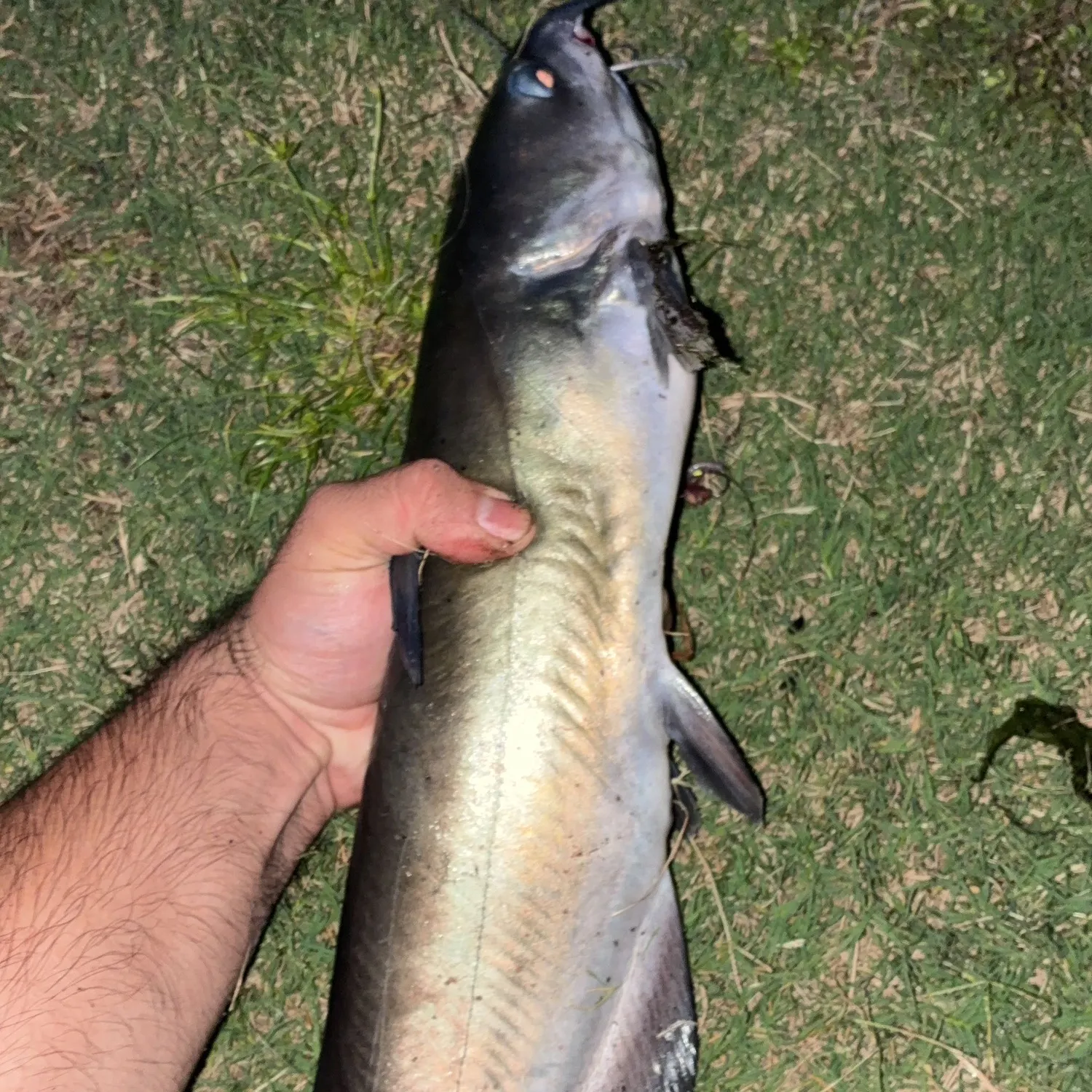 Channel catfish caught on Fishbrain