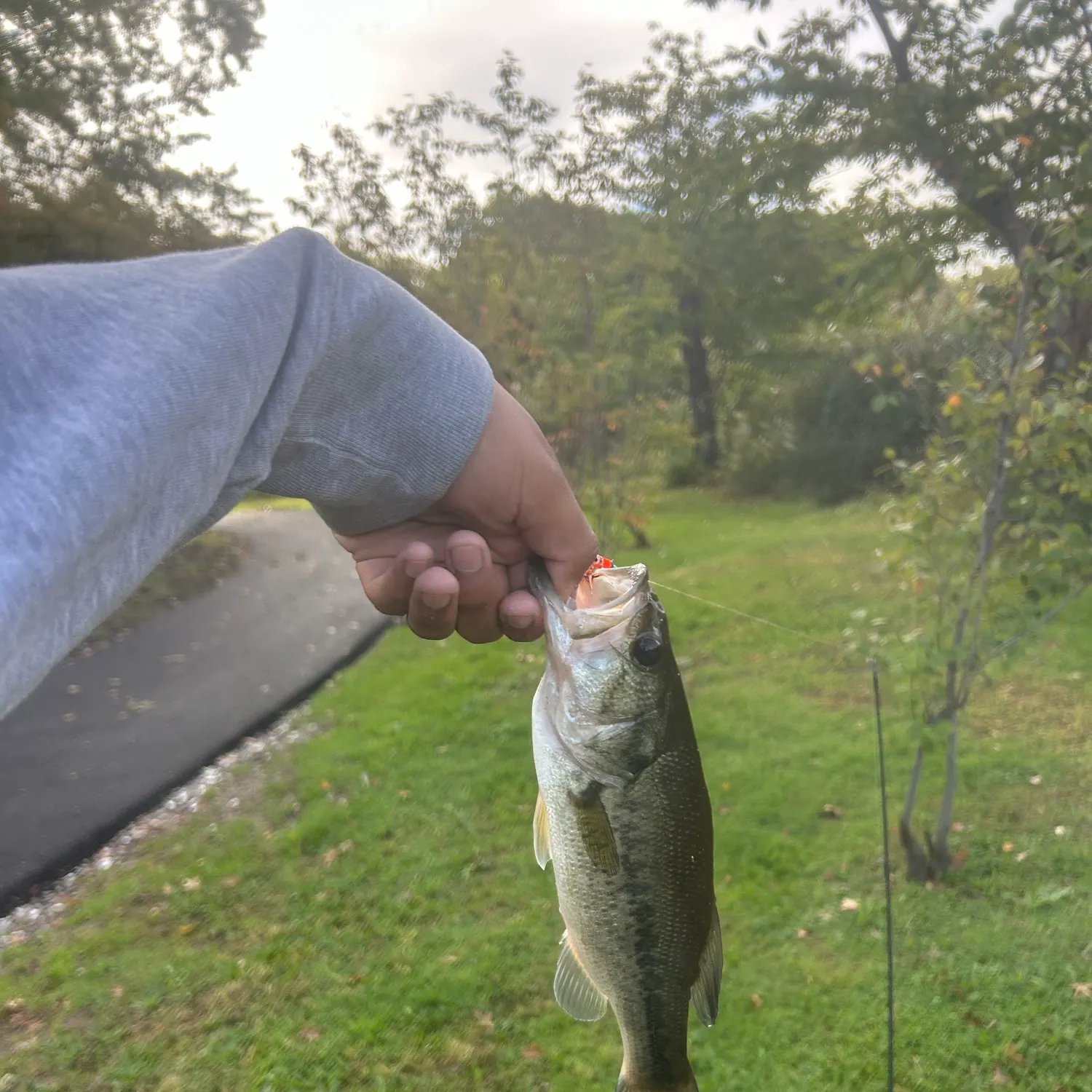 Fish caught on Fishbrain
