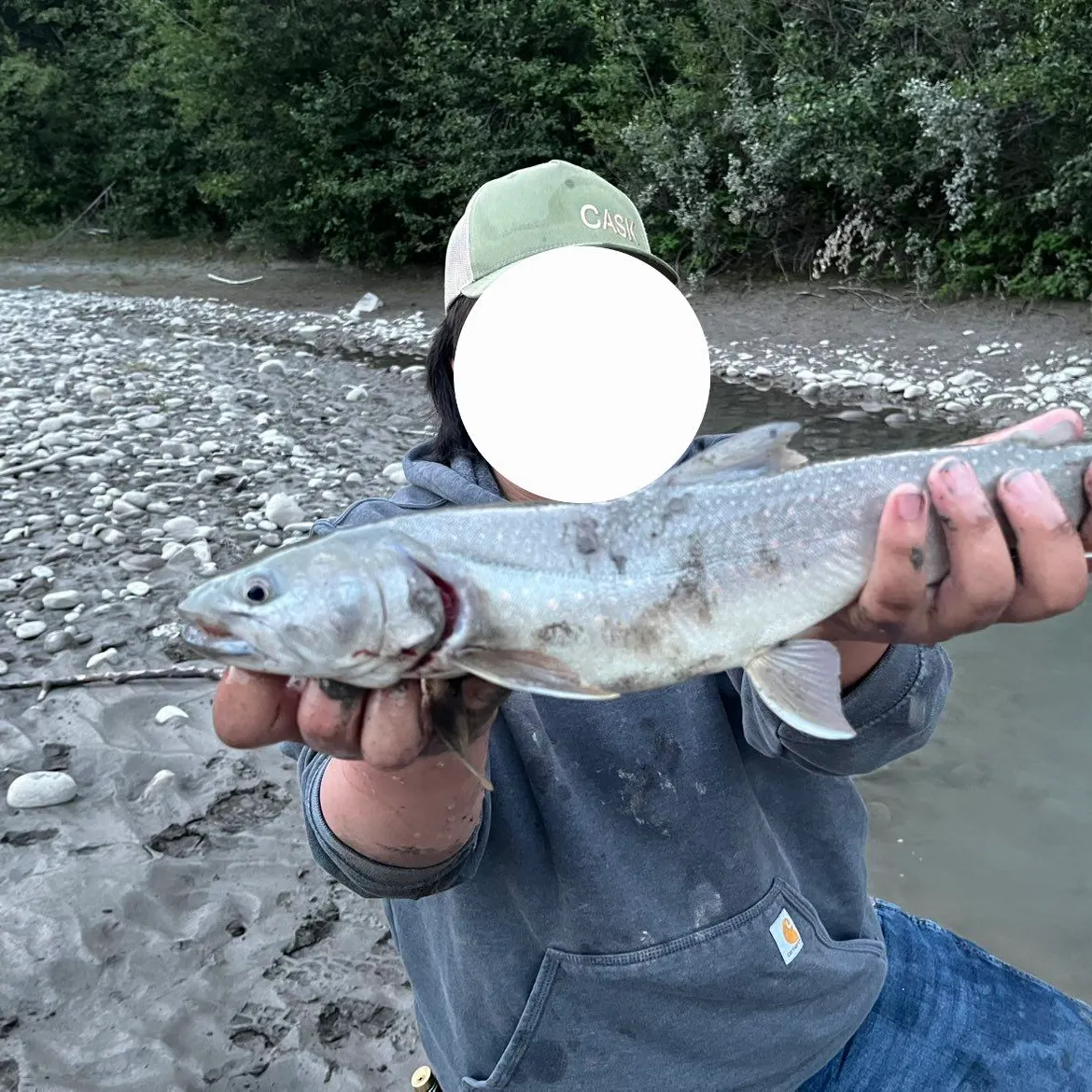 The most recent Bull trout catches on Fishbrain