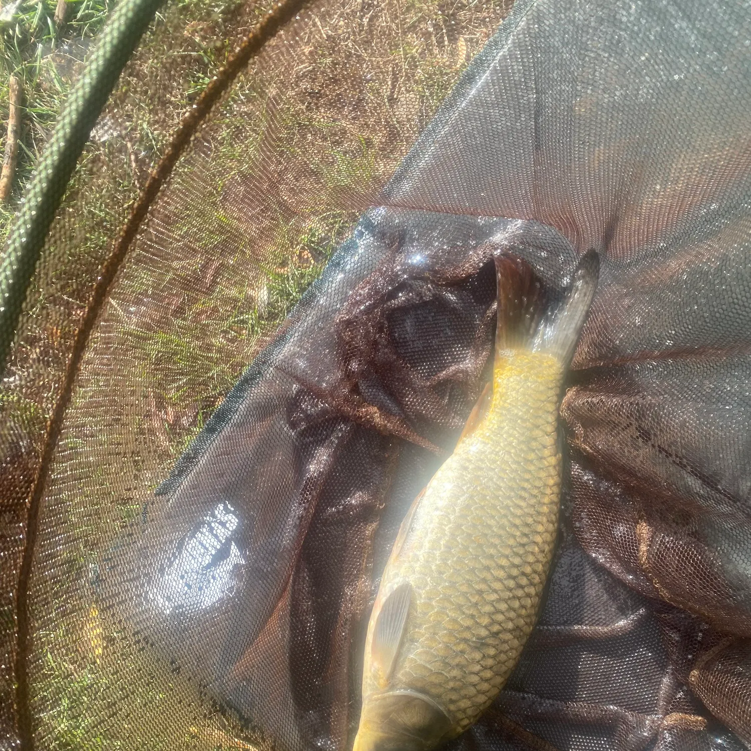 Common carp caught on Fishbrain