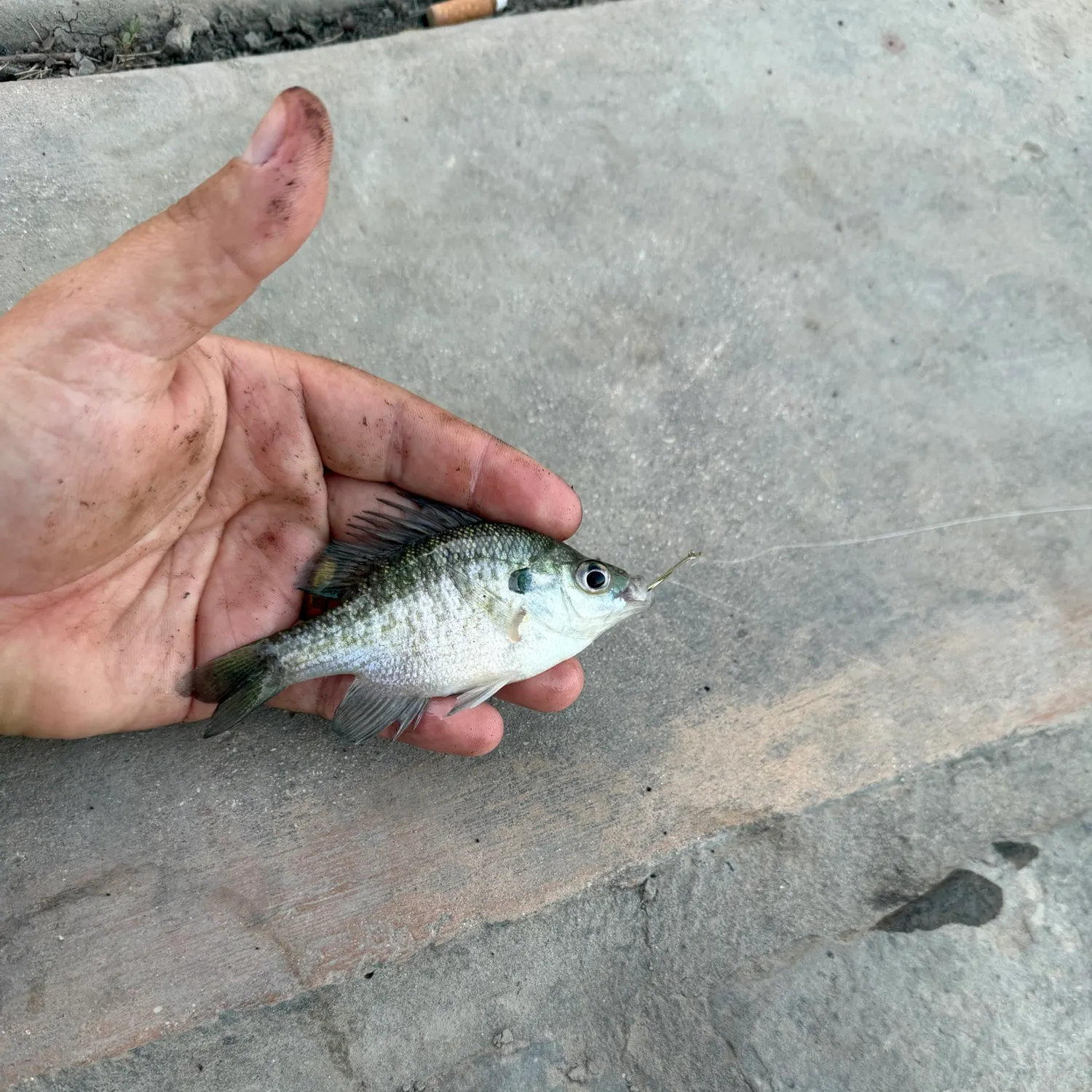Bluegill caught on Fishbrain