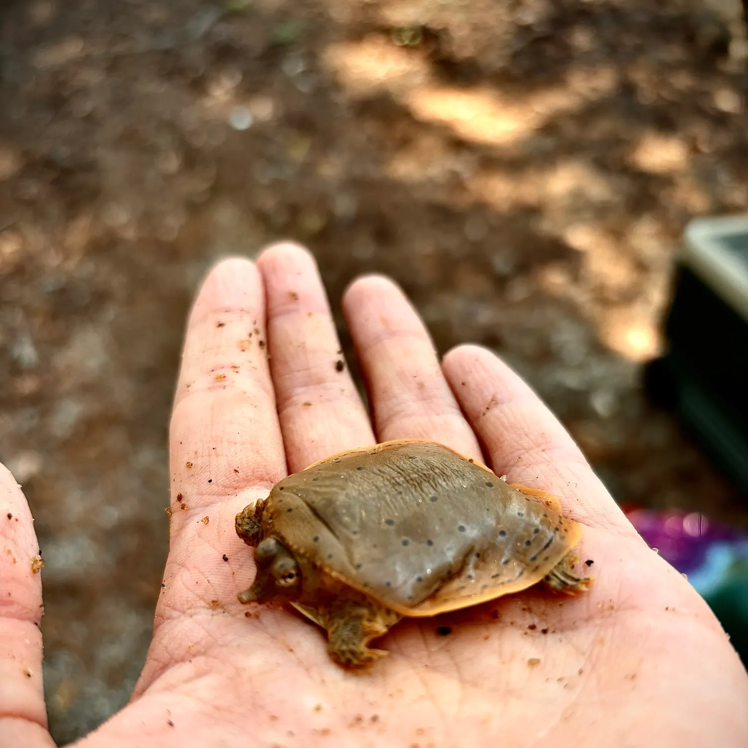 Smooth softshell turtle caught on Fishbrain
