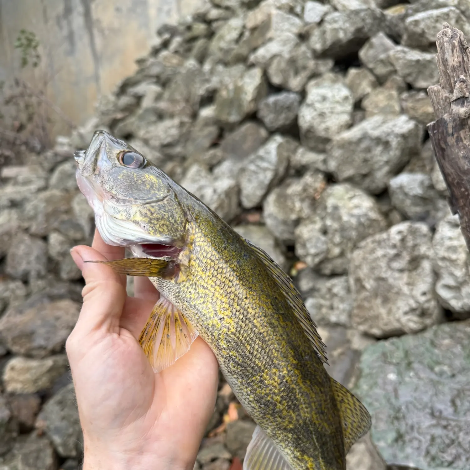 Sauger caught on Fishbrain