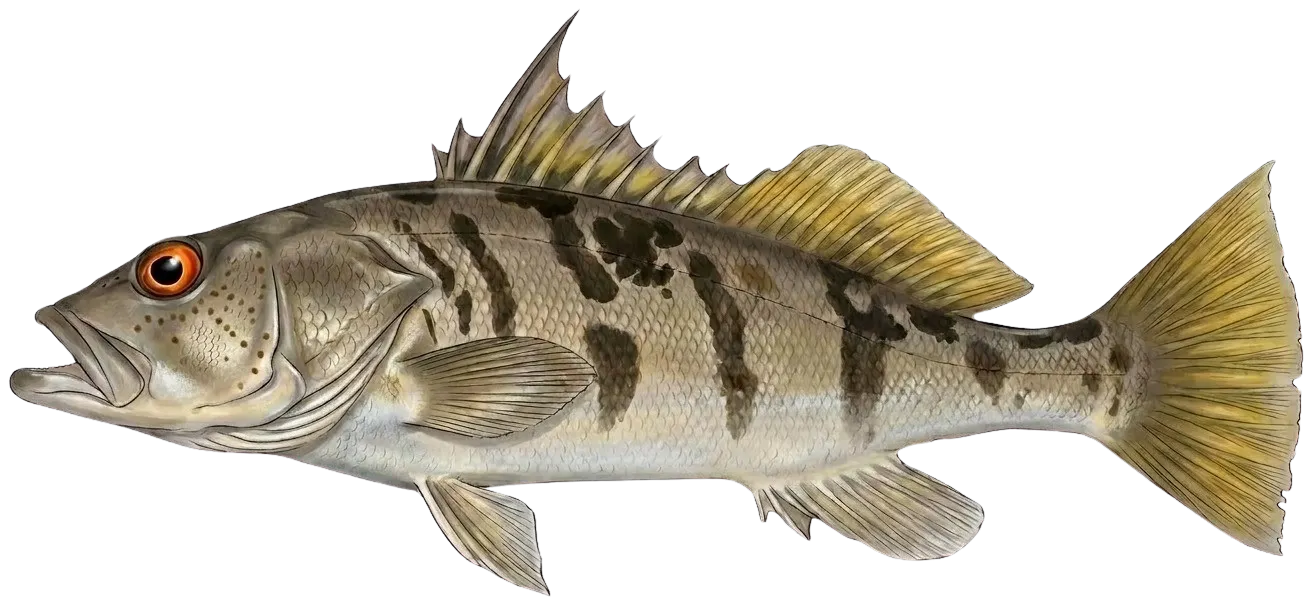 Barred sand bass