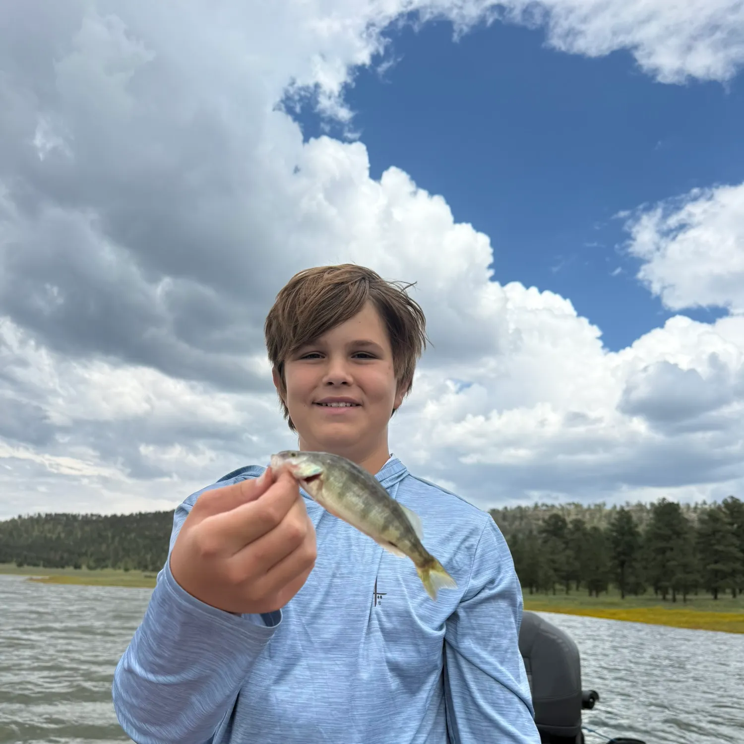 Yellow perch caught on Fishbrain