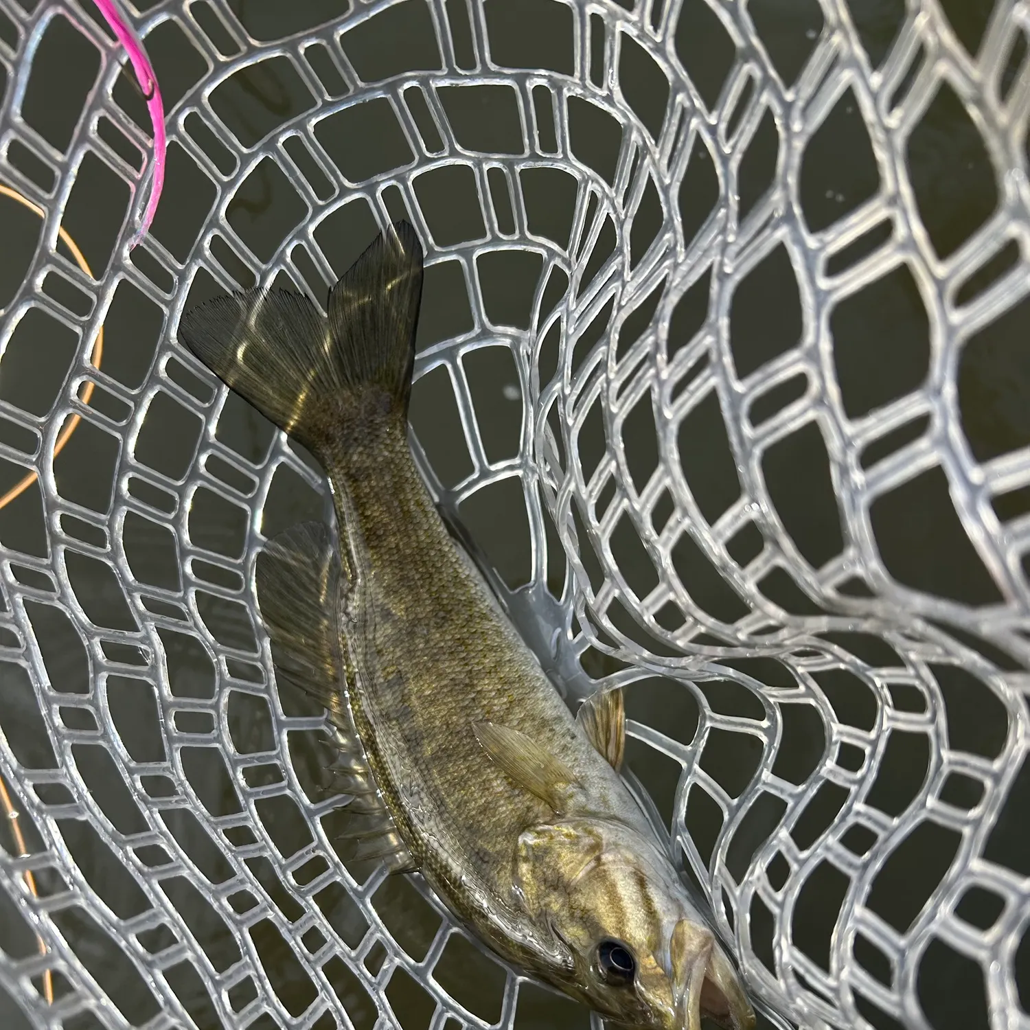 Smallmouth bass caught on Fishbrain