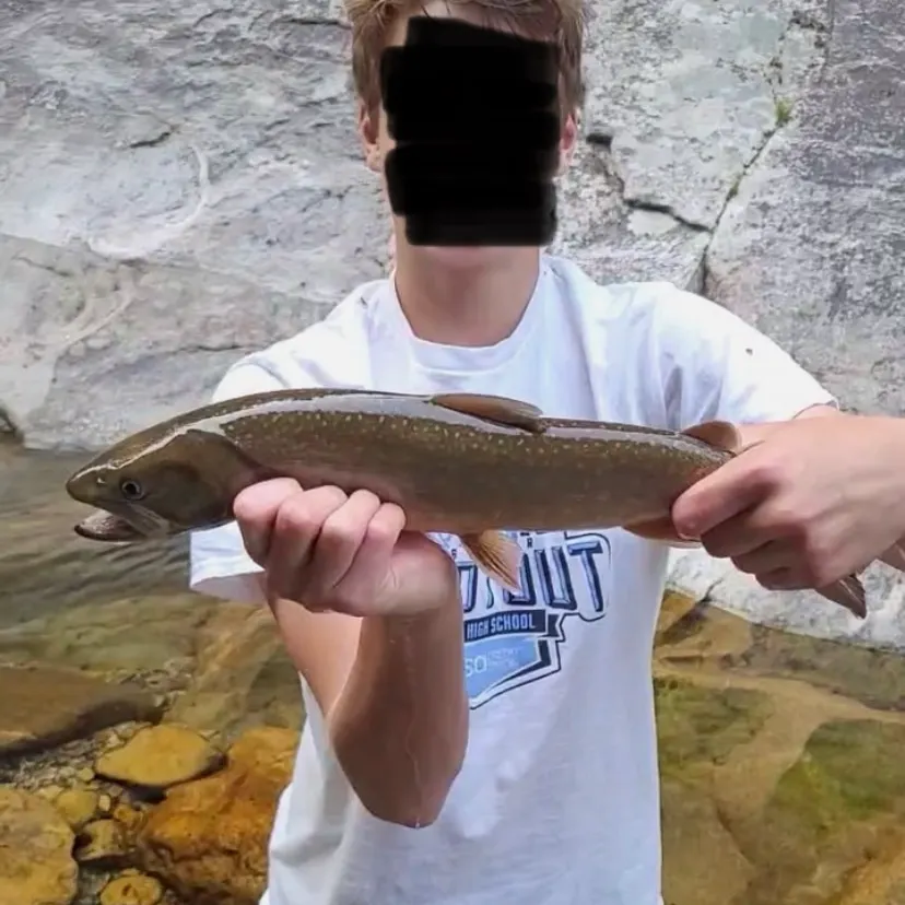 The most recent Bull trout catches on Fishbrain