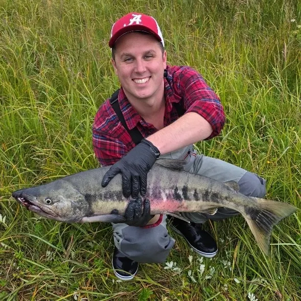 Chum salmon caught on Fishbrain