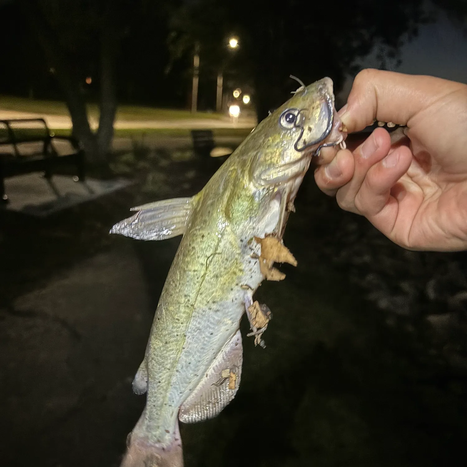 catch