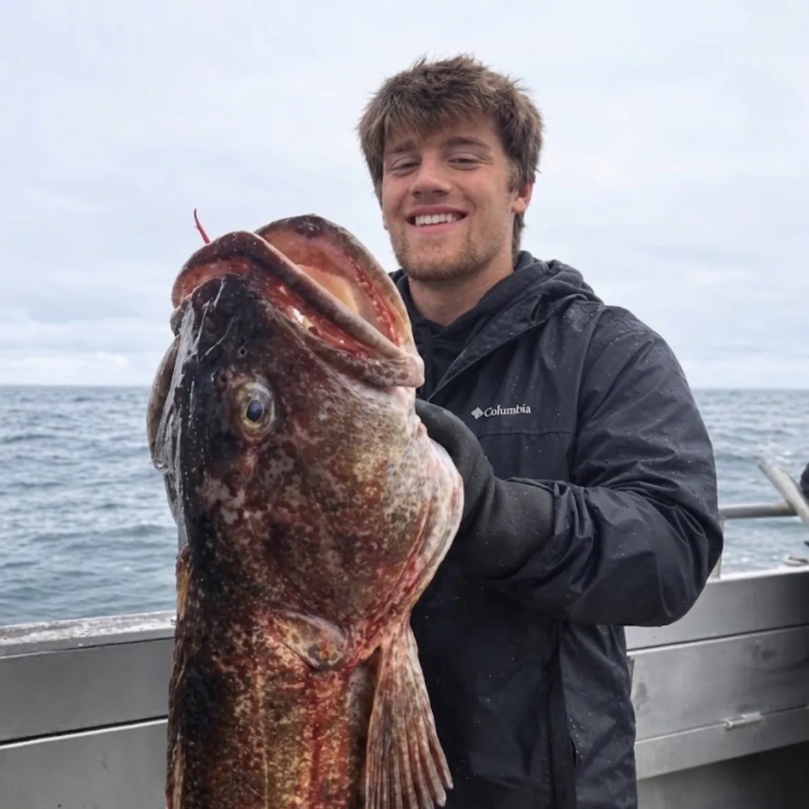 Lingcod caught on Fishbrain