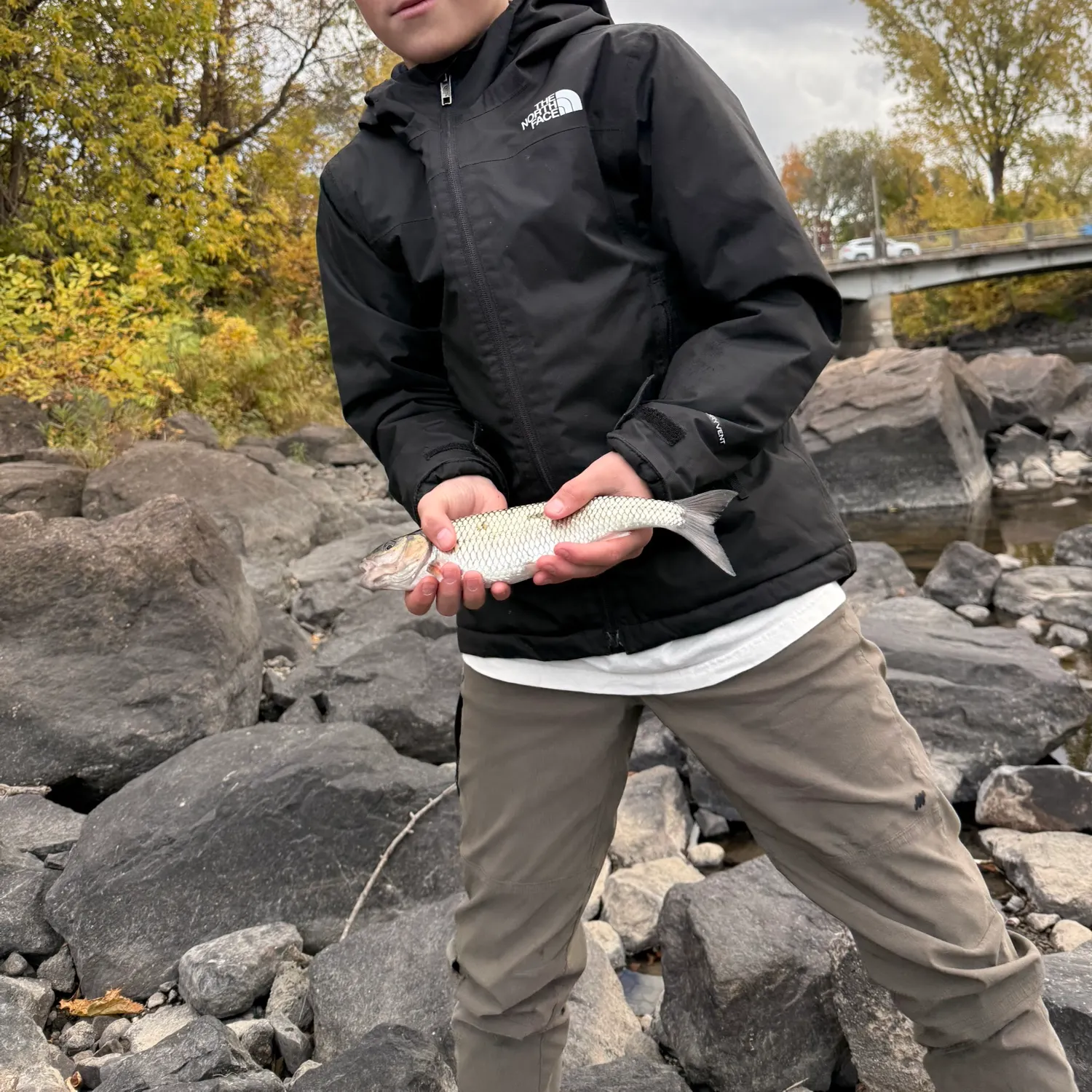 White sucker caught on Fishbrain