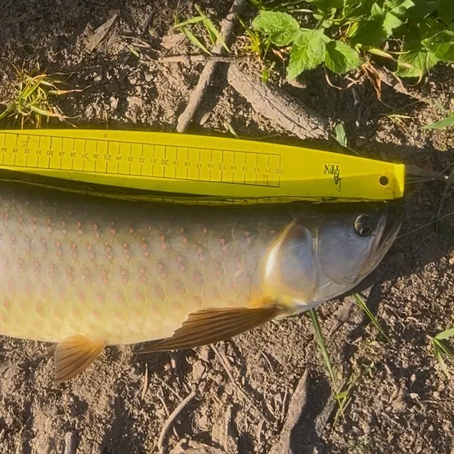 The most recent Spotted bonytongue catches on Fishbrain