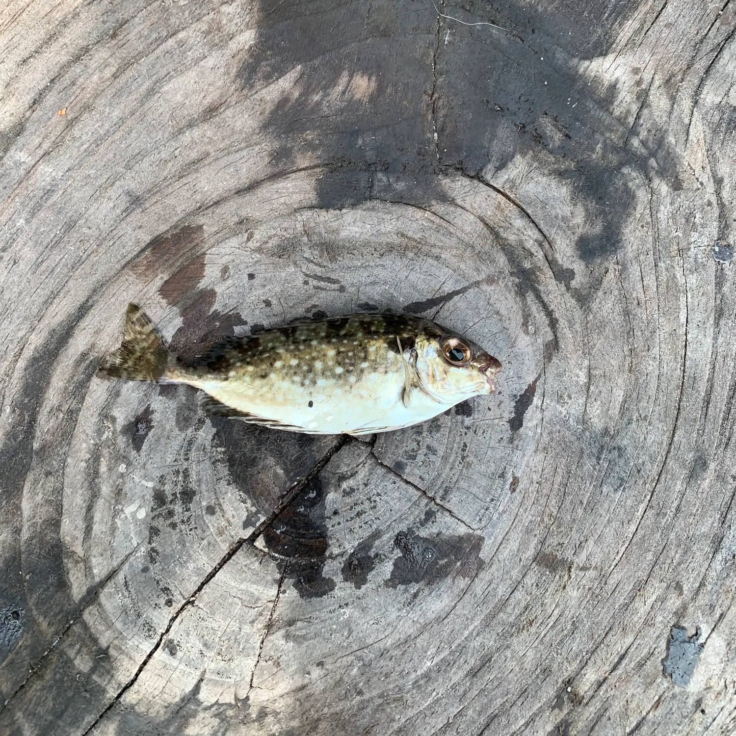 The most recent Marbled Spinefoot catches on Fishbrain