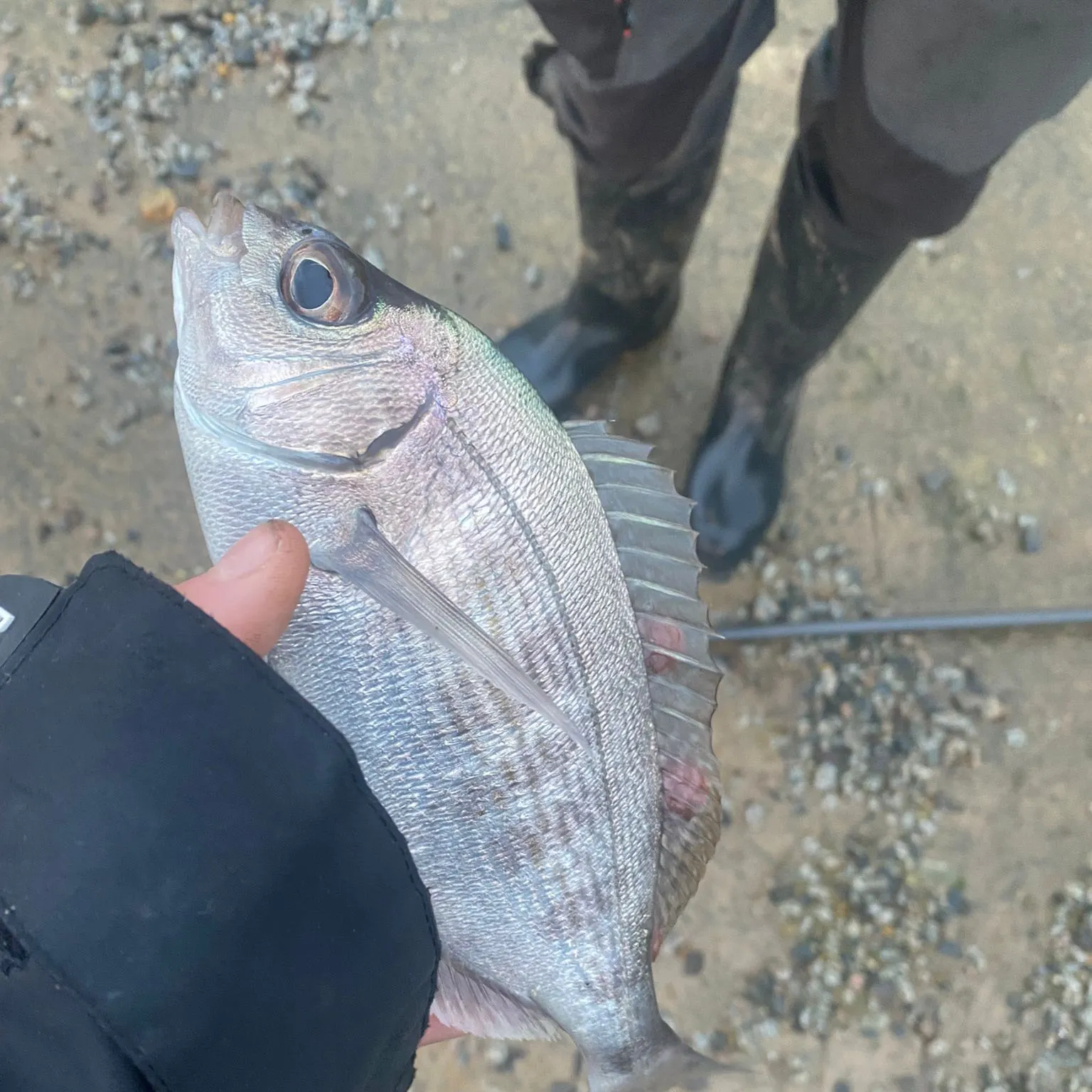 The most recent Black seabream catches on Fishbrain