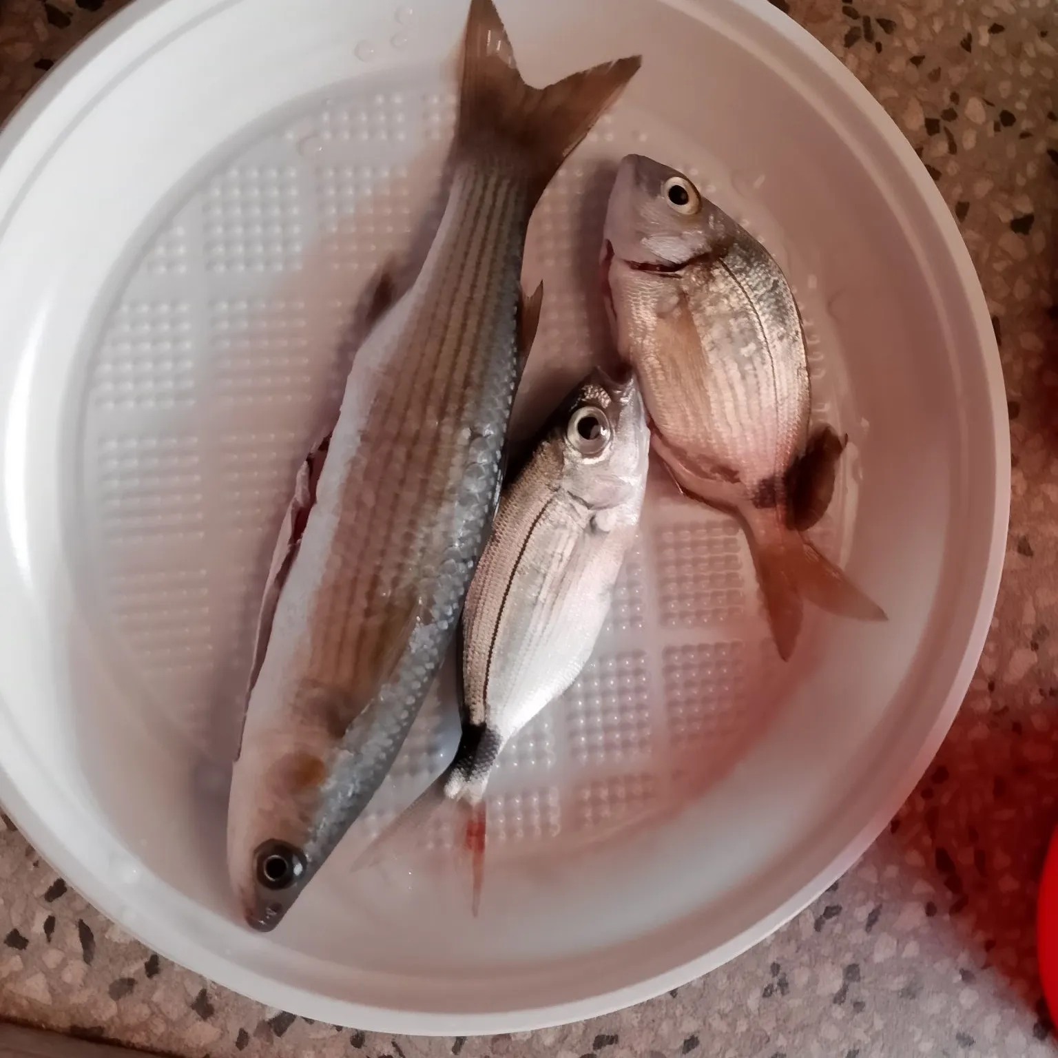 White seabream caught on Fishbrain