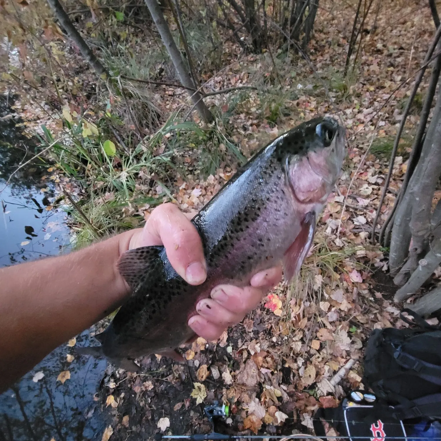 Rainbow trout caught on Fishbrain