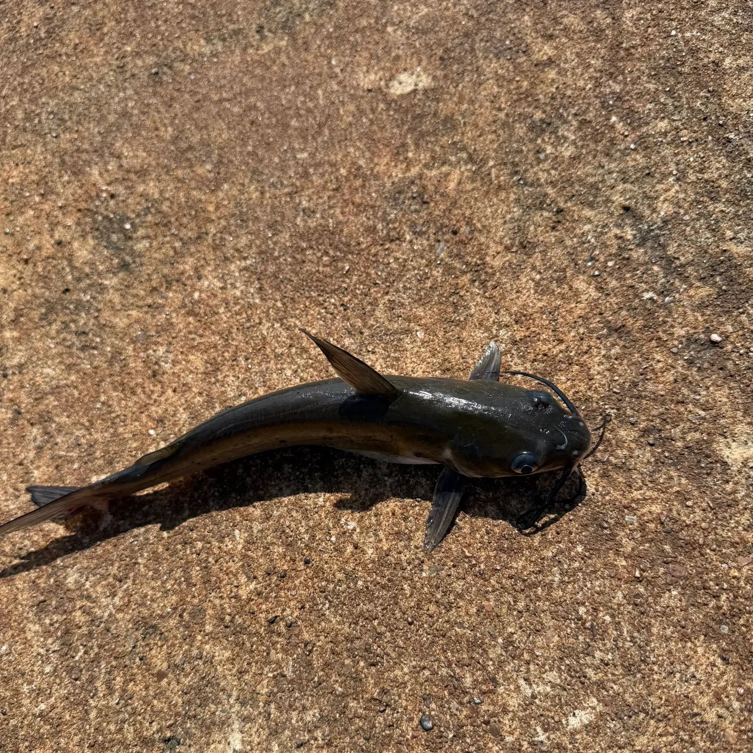 Black bullhead caught on Fishbrain