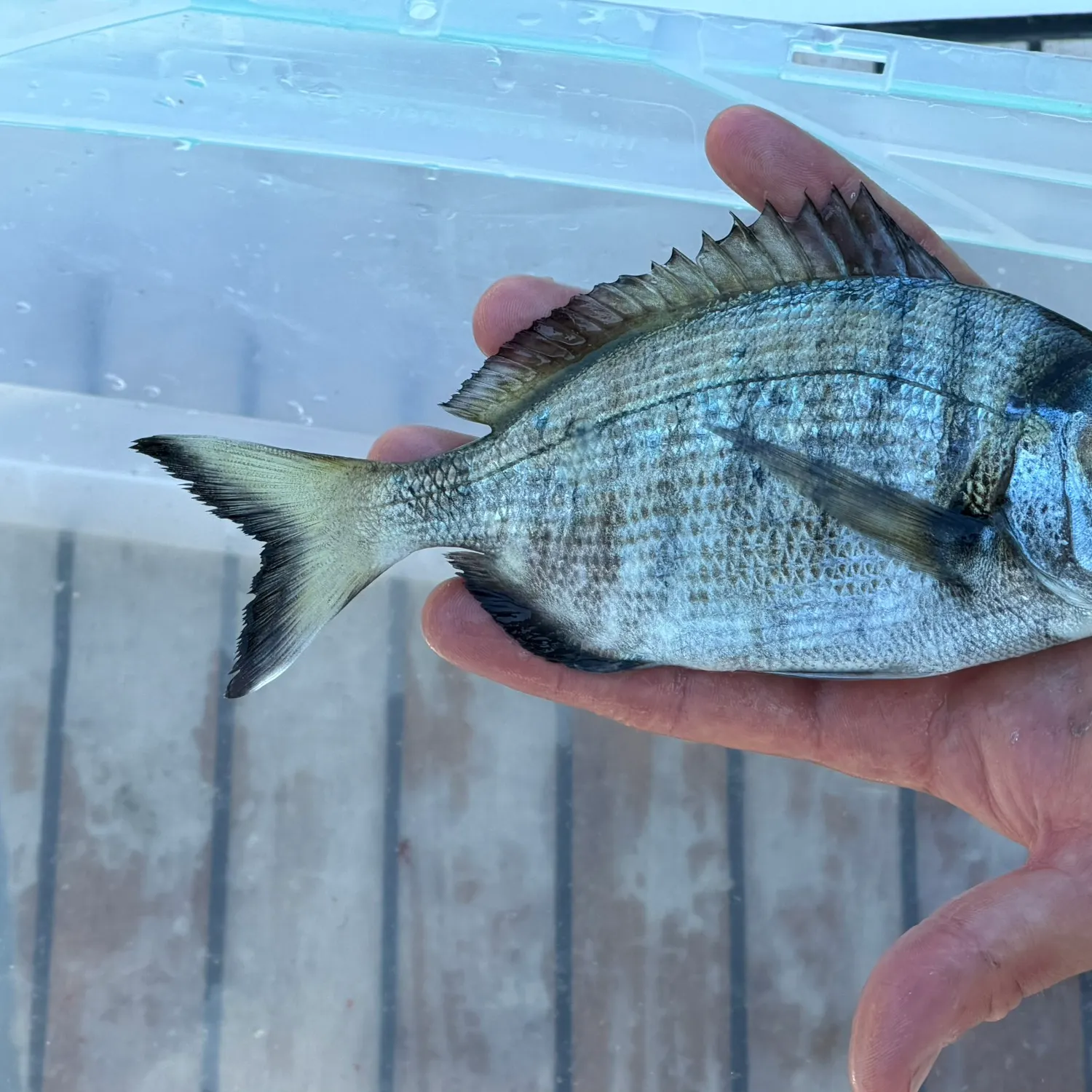 The most recent White seabream catches on Fishbrain